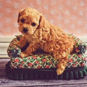 Meet your Posher, Deborah